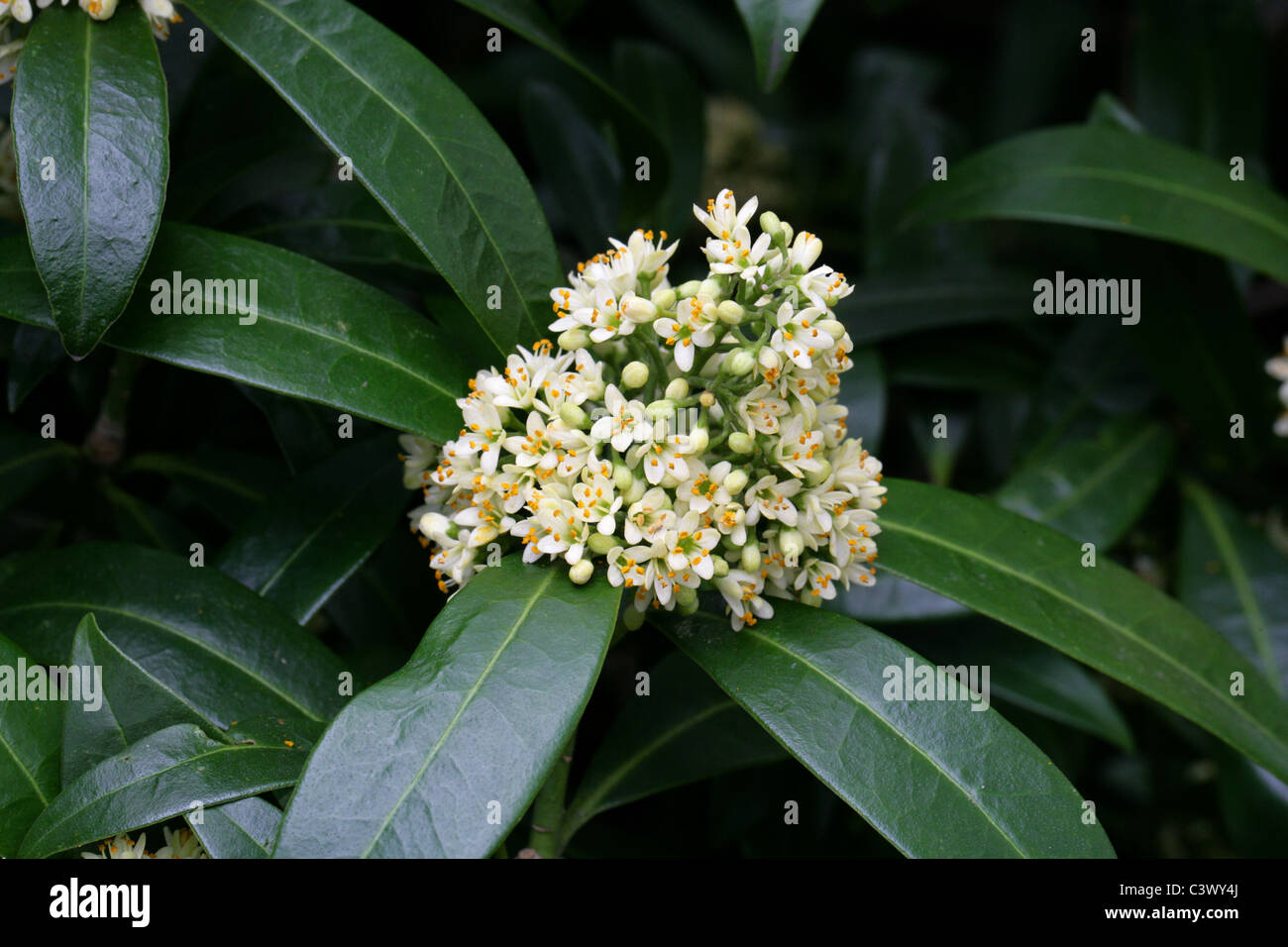 Skimmia, Anquetilia x japonica, Rutaceae. Stock Photo