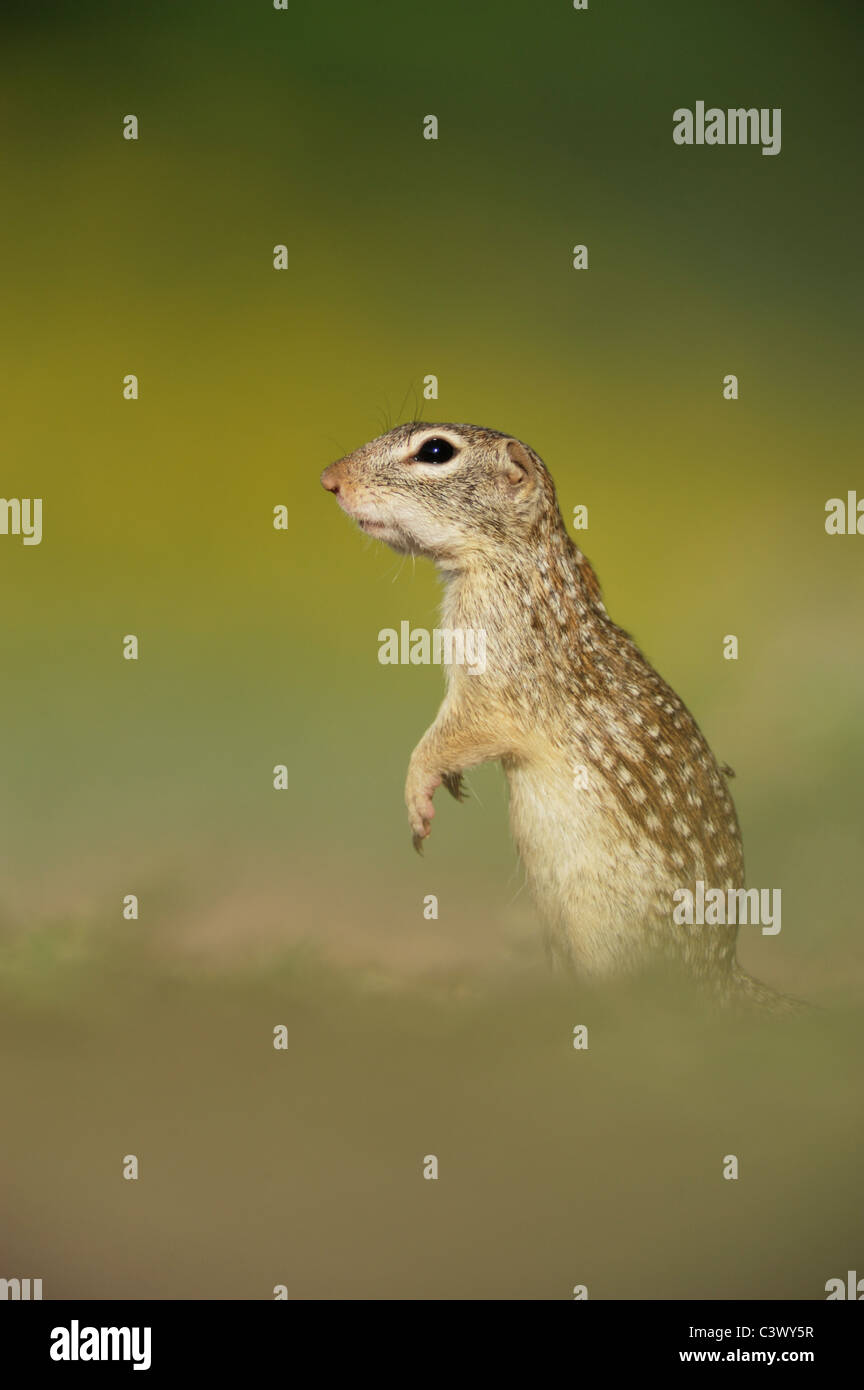Mexican Ground Squirrel (Spermophilus mexicanus), adult standing, Laredo, Webb County, South Texas, USA Stock Photo