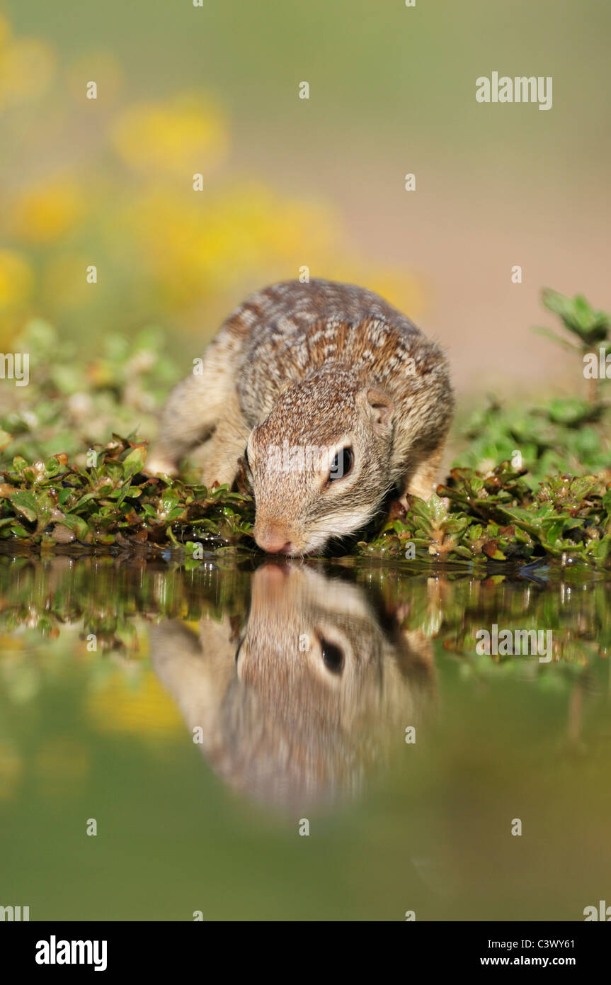 Mexican Ground Squirrel (Spermophilus mexicanus), adult drinking, Laredo, Webb County, South Texas, USA Stock Photo