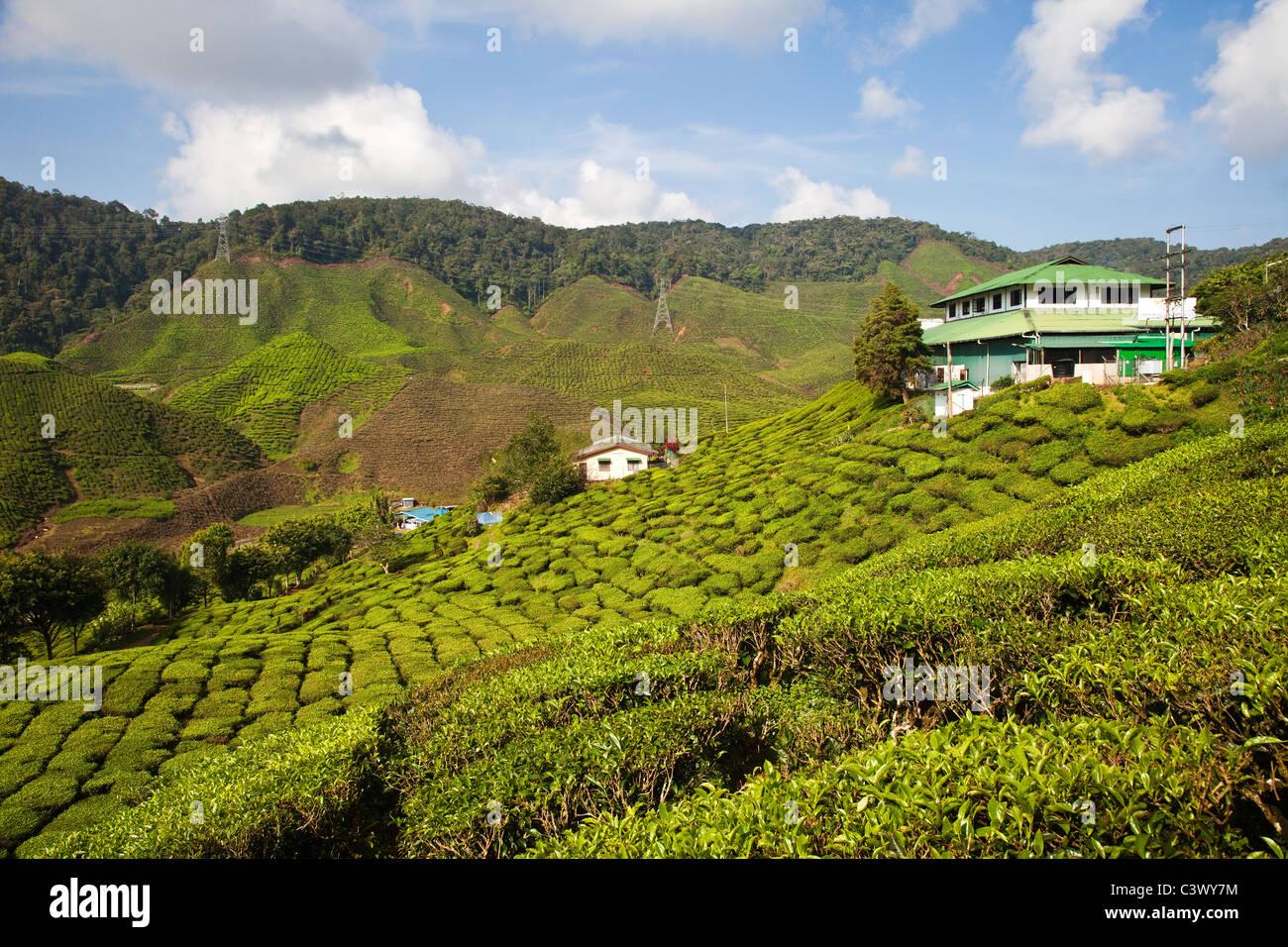 Tea Plantation, Malaysia Stock Photo