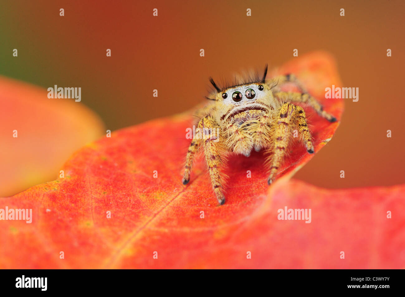 Jumping Spider (Salticidae), perched on Bigtooth Maple(Acer grandidentatum), Lost Maples State Park, Hill Country, Central Texas Stock Photo