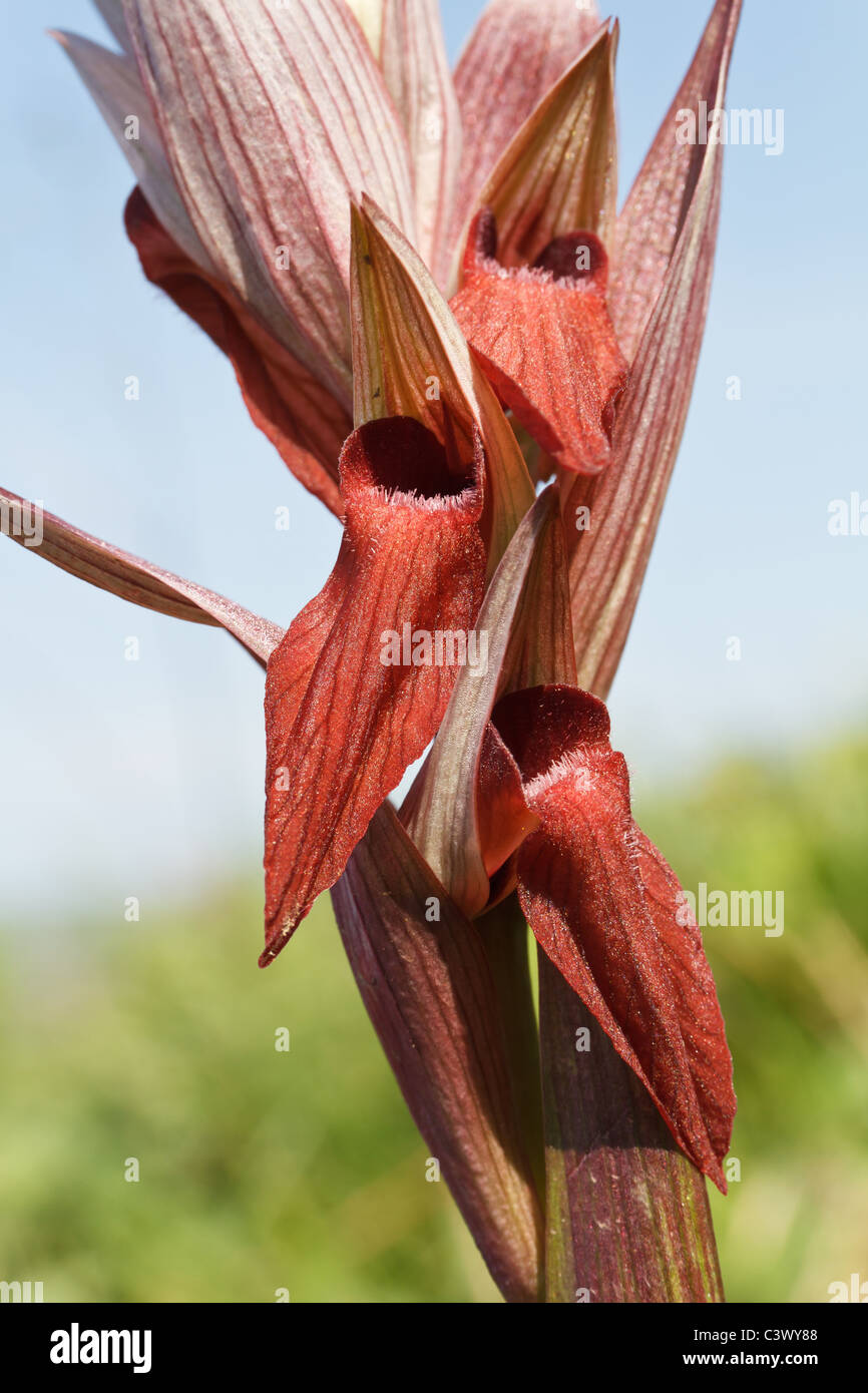 detail of Serapias Vomeracea flowers, beautiful European wild orchid Stock Photo