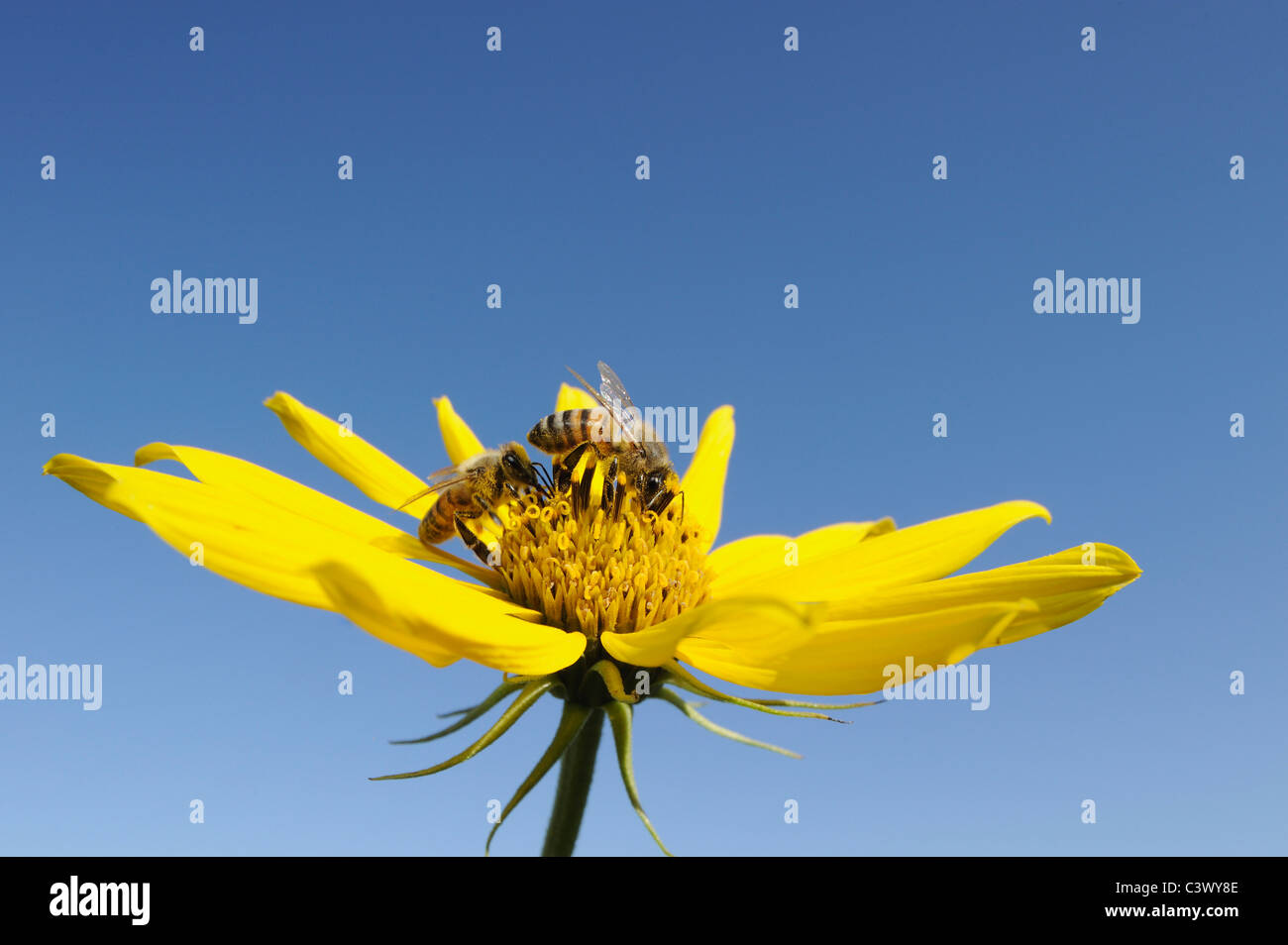 Honey Bee (Apis mellifera), adult feeding on Maximilians Sunflower (Helianthus maximilianii), Comal County, Hill Country, Texas Stock Photo