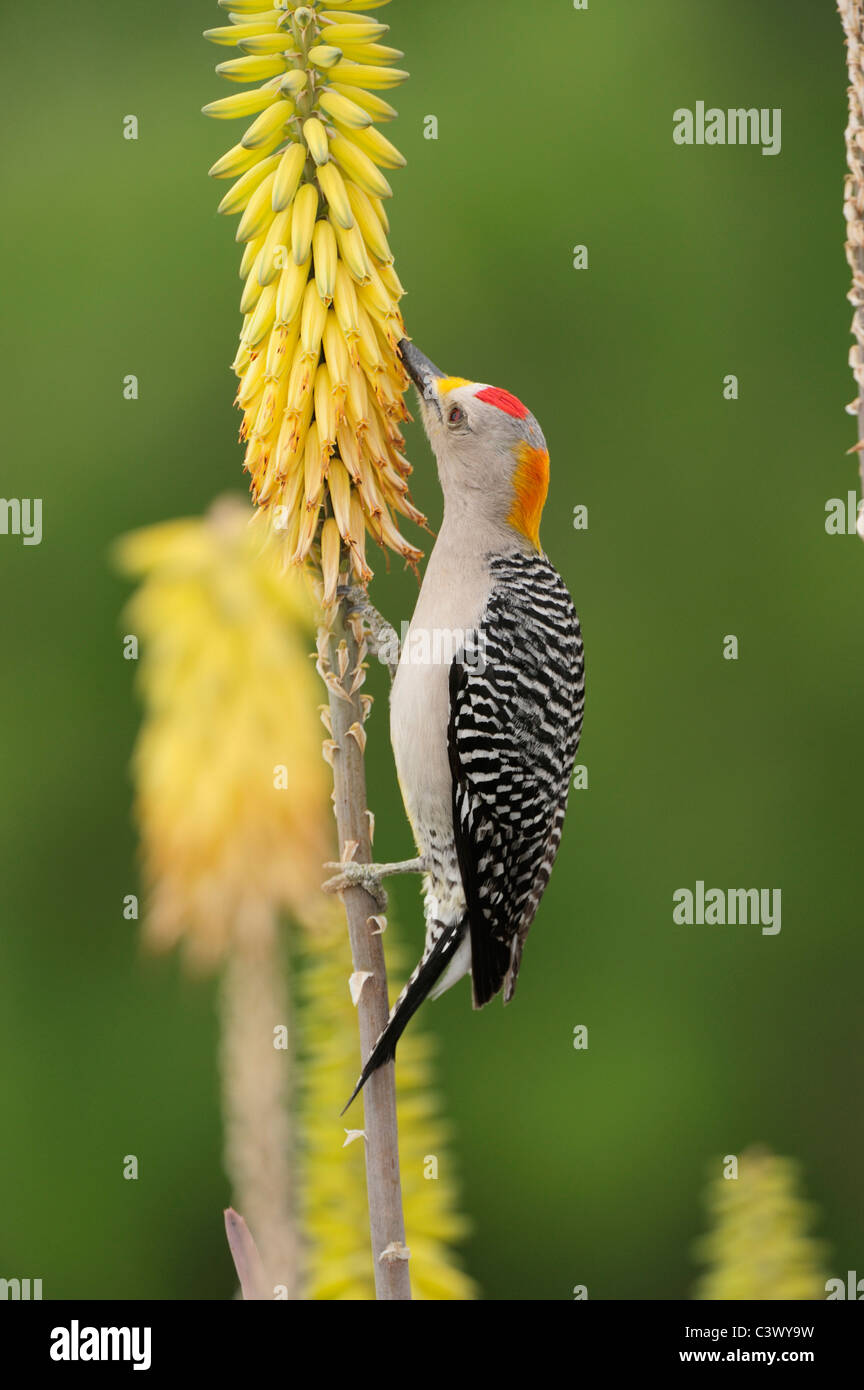 Golden-fronted Woodpecker (Melanerpes aurifrons), male feeding from Torch Lily, Red Hot Poker (Kniphofia sp.), Laredo, Texas Stock Photo