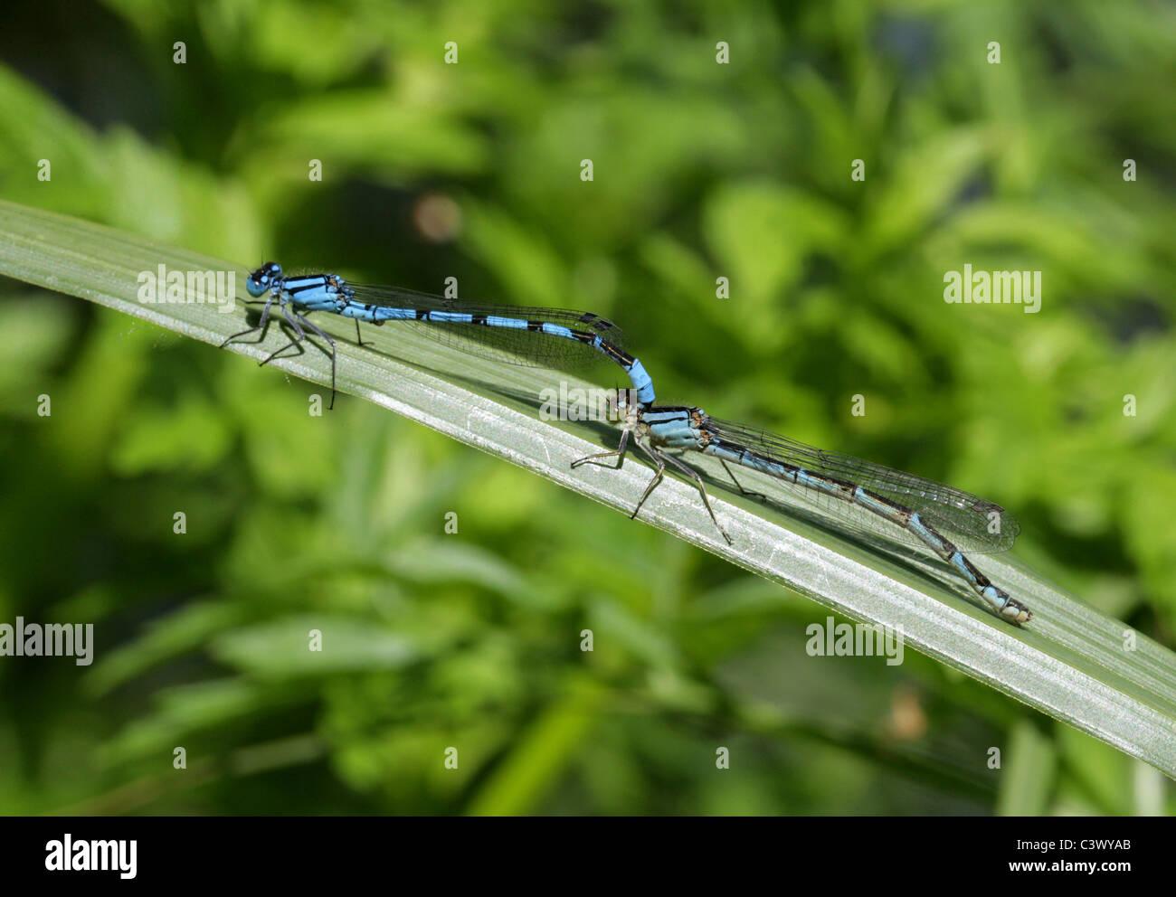 Male and Female Common Blue Damselflies Mating, Enallagma cyathigerum ...