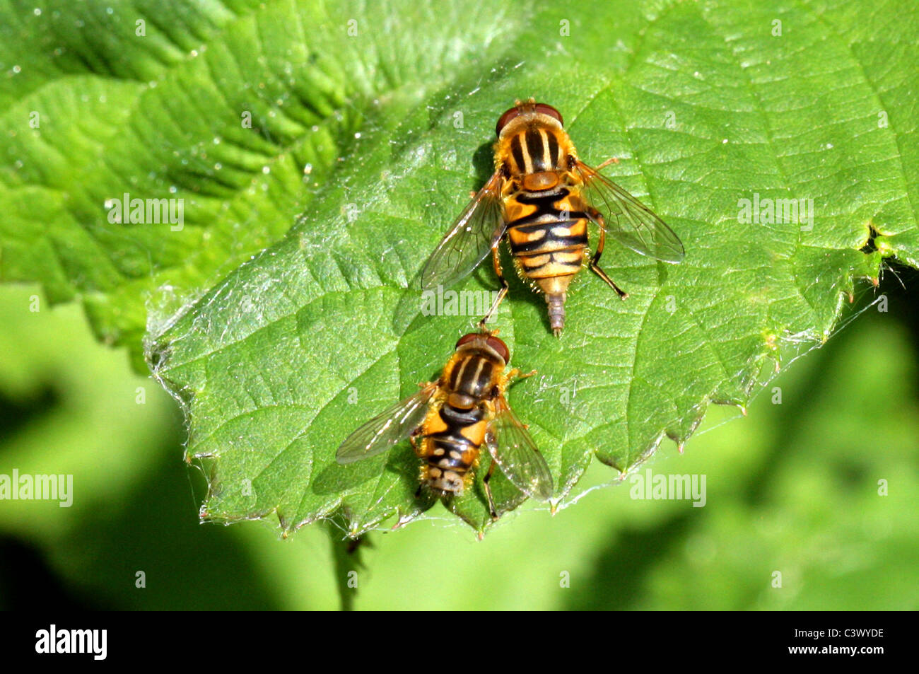 Sun Hoverfly, Brindled Hoverfly or Striped Hoverfly, Helophilus pendulus, Syrphidae, Diptera. Female (top) and Male (below). Stock Photo