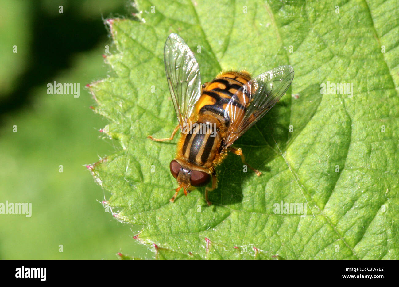 Sun Hoverfly, Brindled Hoverfly or Striped Hoverfly, Helophilus pendulus, Syrphidae, Diptera. Female. Stock Photo