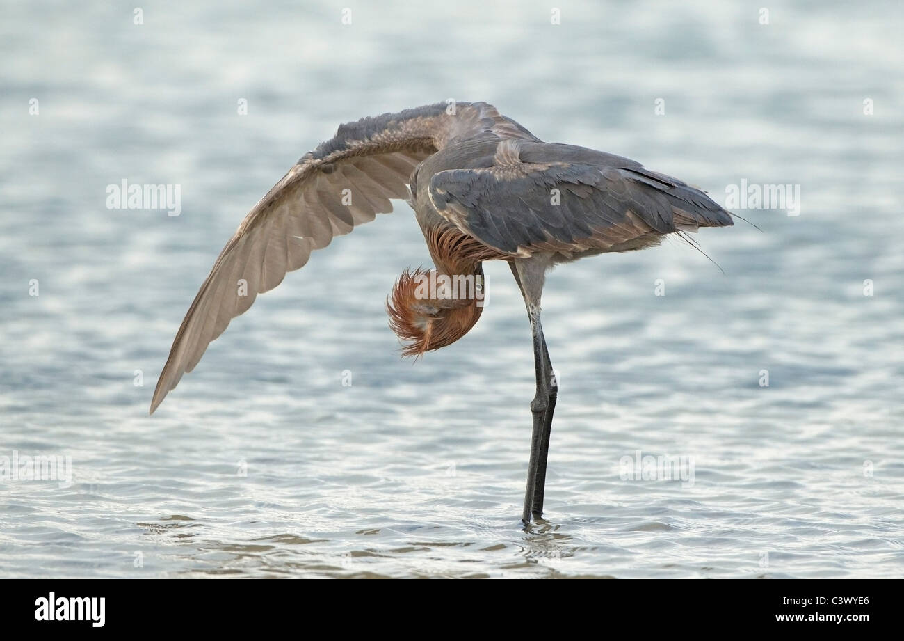 Reddish Egret preening in Estero lagoon Stock Photo Alamy