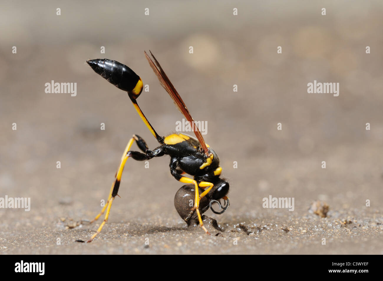Mud Nest Stock Photos Mud Nest Stock Images Alamy