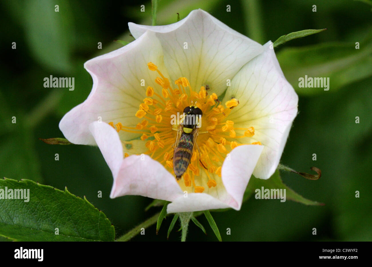 Hoverfly, Sphaerophoria scripta, Syrphidae, Diptera. Female Feeding on a Dog Rose. Stock Photo