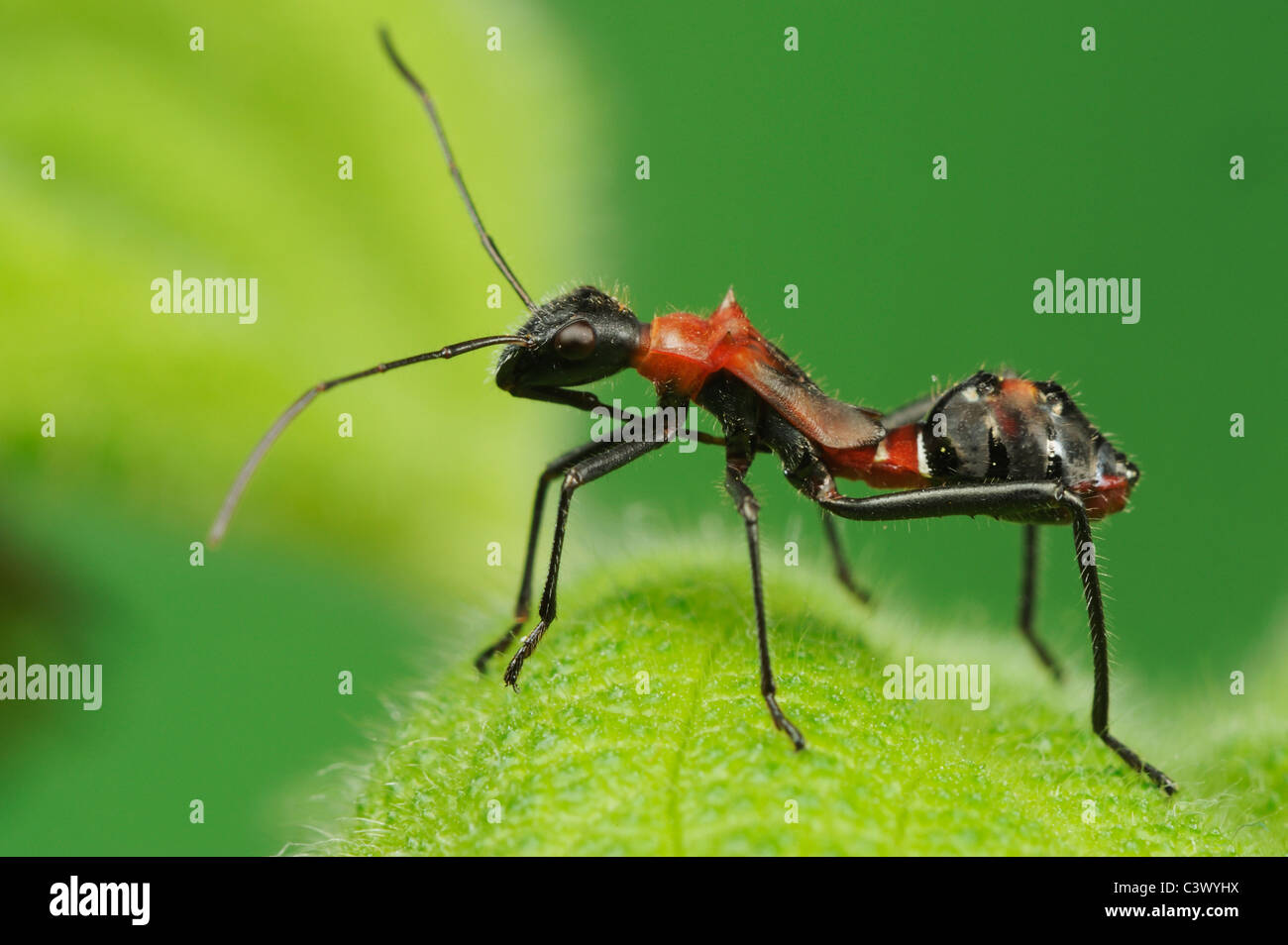 Broad-headed Bug (Hyalymenus tarsatus), Nymph on leaf, ant mimicry, Comal County, Hill Country, Central Texas, USA Stock Photo