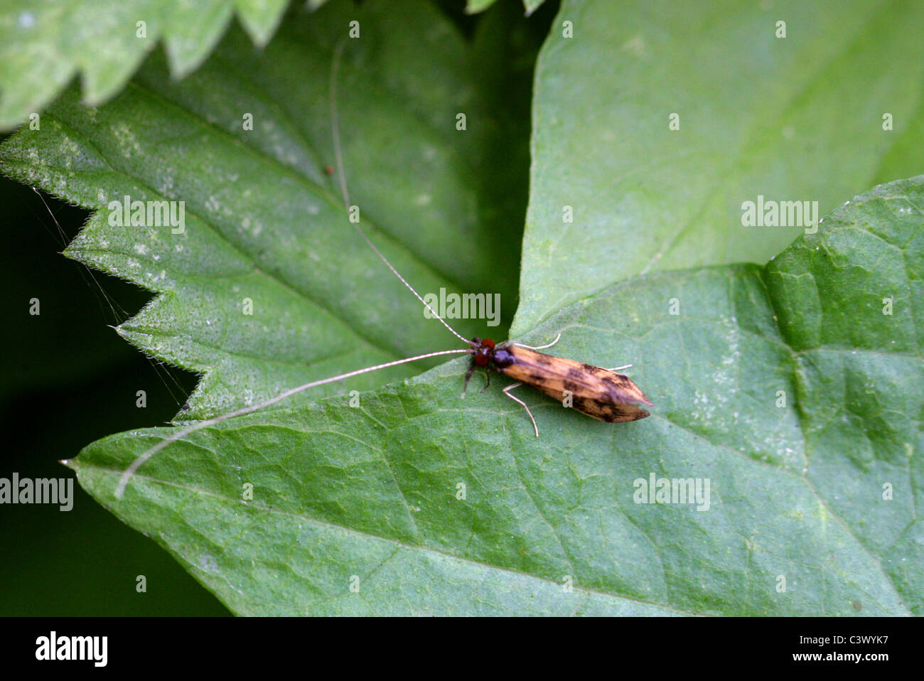 Grouse Wing Caddis Fly or Longhorned Caddis Fly, Mystacides longicornis, Leptoceridae