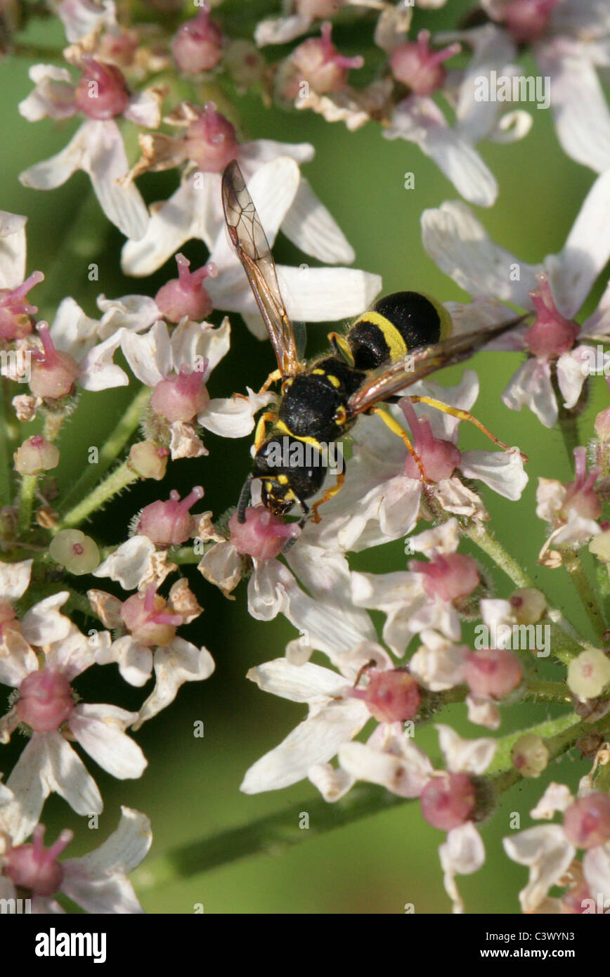Mason Wasp, Ancistrocerus trifasciatus, Vespidae (Eumenidae), Vespoidea, Apocrita, Hymenoptera Stock Photo