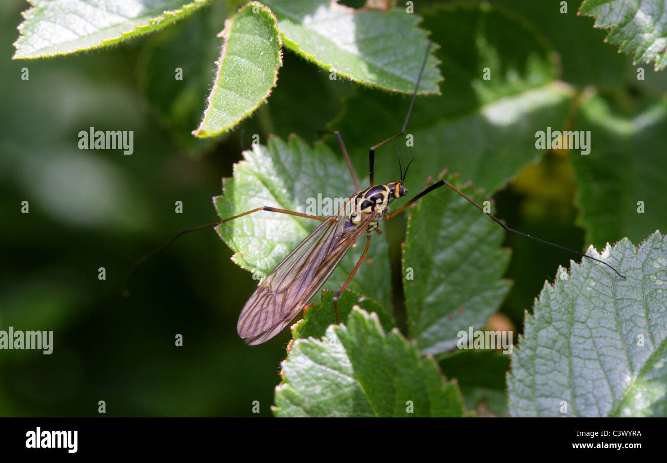 Spotted Crane-Fly, Nephrotoma appendiculata, Tipulidae, Diptera. Female. Stock Photo