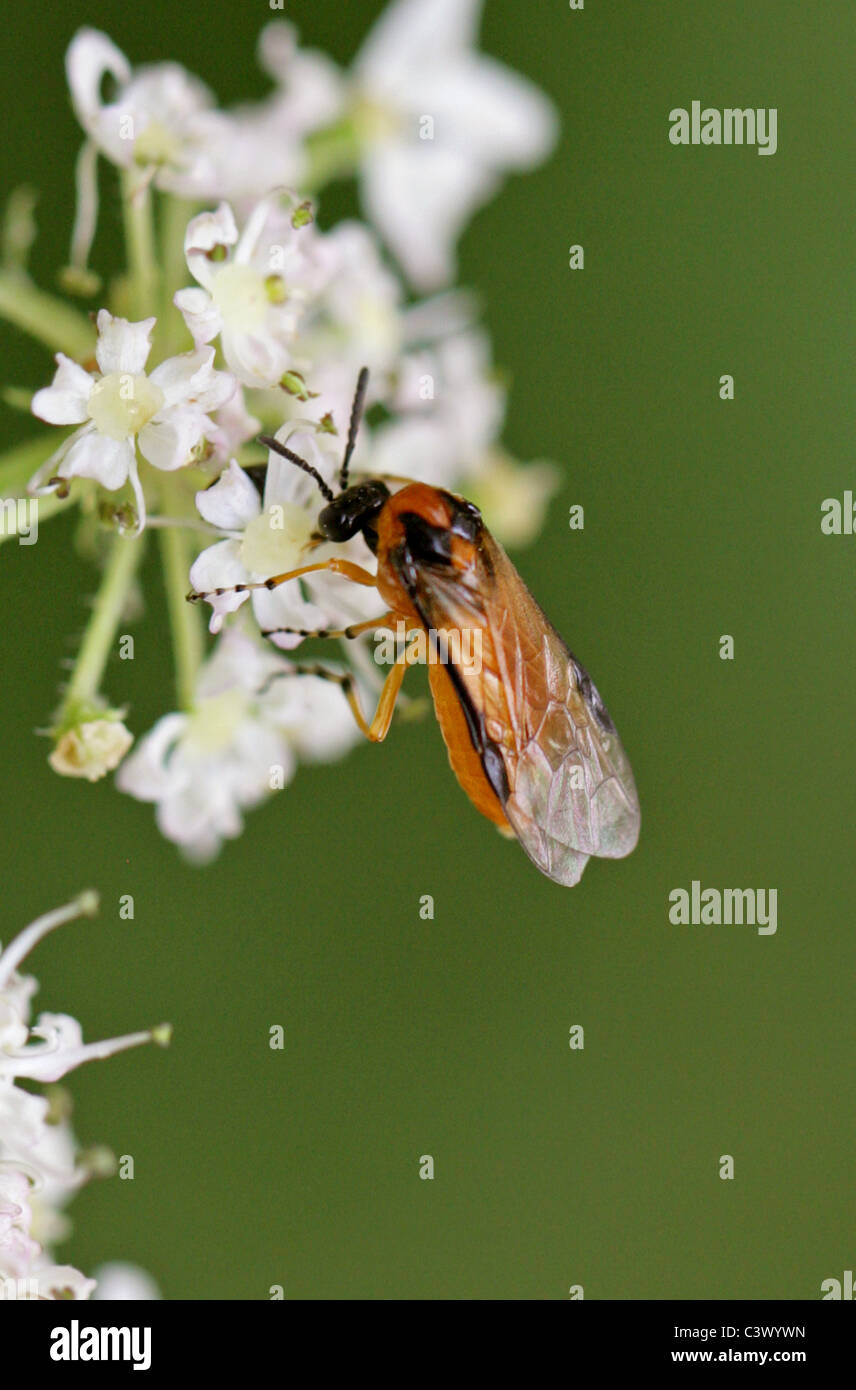 Turnip Sawfly or Coleseed Sawfly, Athalia rosae (Tenthredo rosae), Tenthredinidae, Symphyta, Hymenoptera. Stock Photo