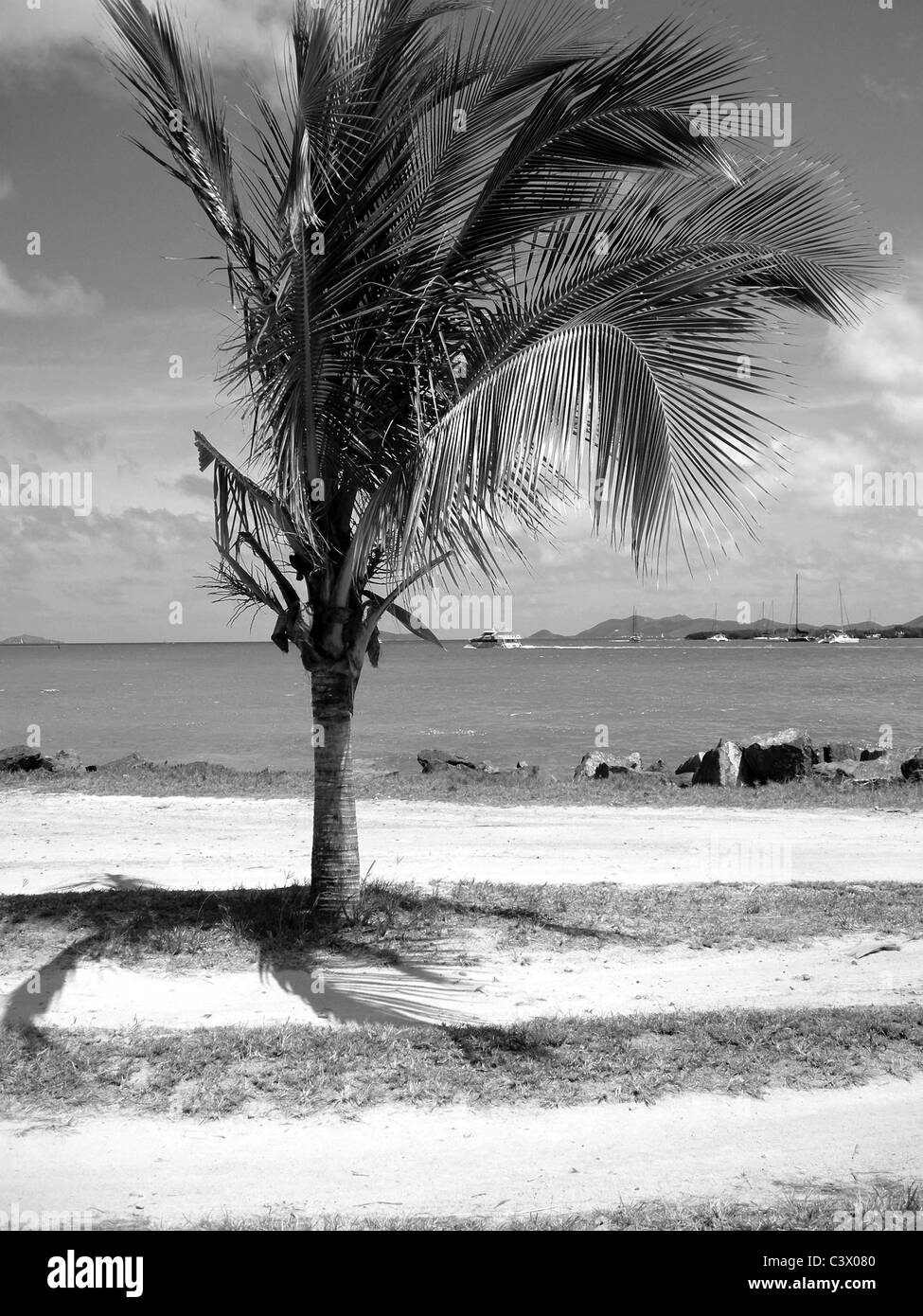 Palm tree in the beach Black and White Stock Photos & Images - Alamy