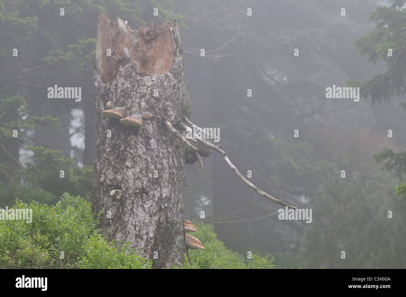 Dead tree stump in the mountain fog in Karkonosze  Mountains Stock Photo