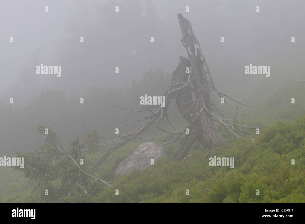 Ghosts dancing in the mountains fog Stock Photo