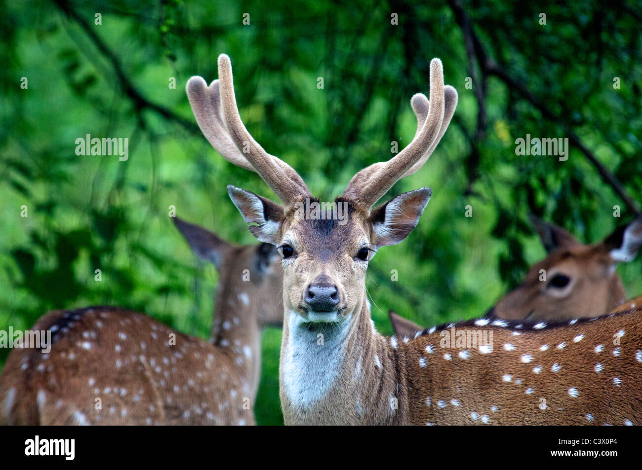 Close-up male Spotted deer Yala National Park Southern Sri Lanka Stock Photo