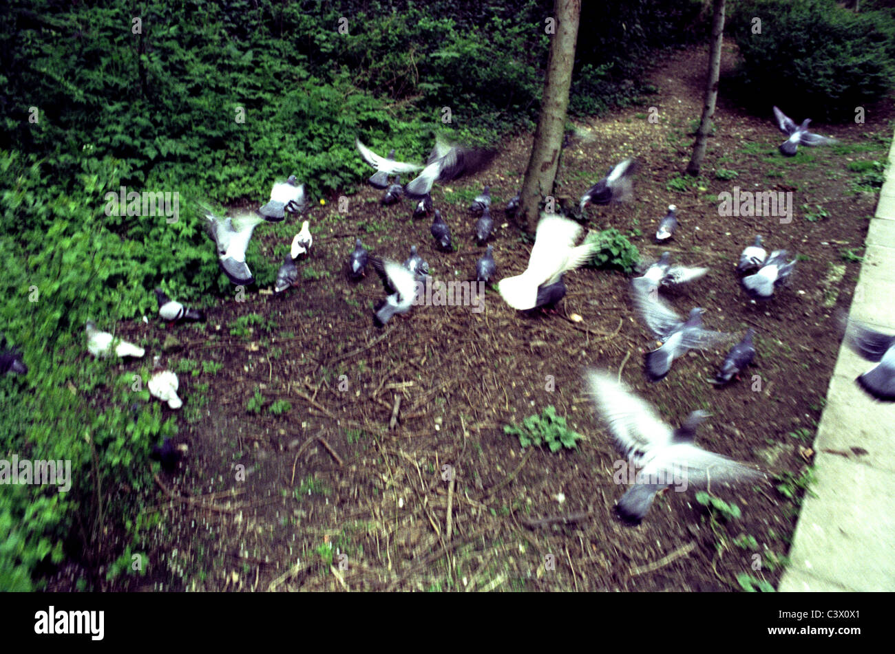 Pigeons flying in the forest Stock Photo