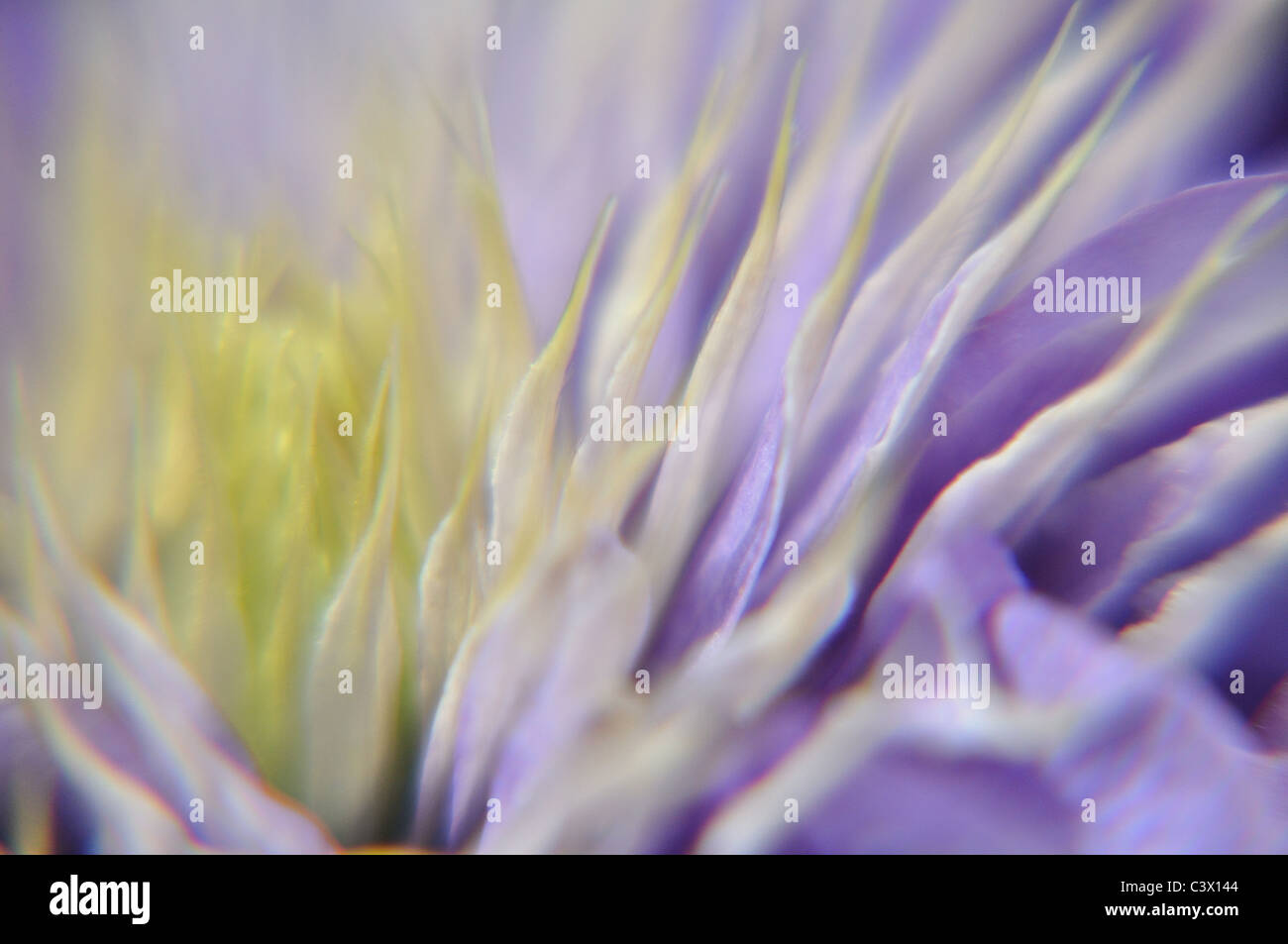 clematis multiblue cultivar flower Stock Photo