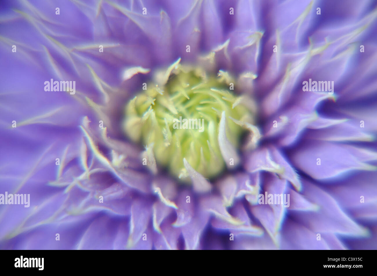 clematis multiblue, a cultivar Stock Photo