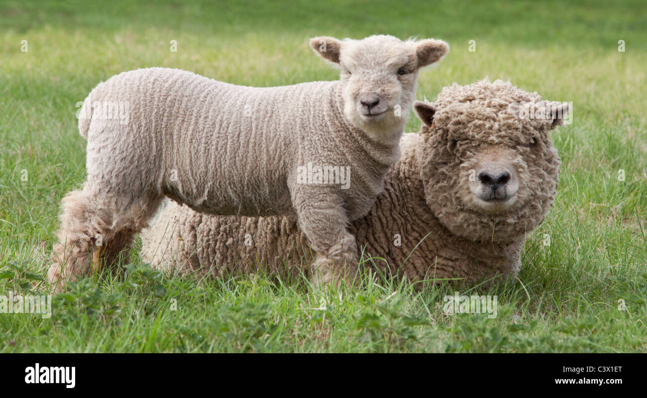 Southdown sheep lamb hi-res stock photography and images - Alamy