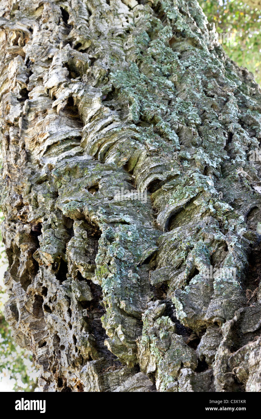 Bark of the Cork Oak tree, Stock Photo
