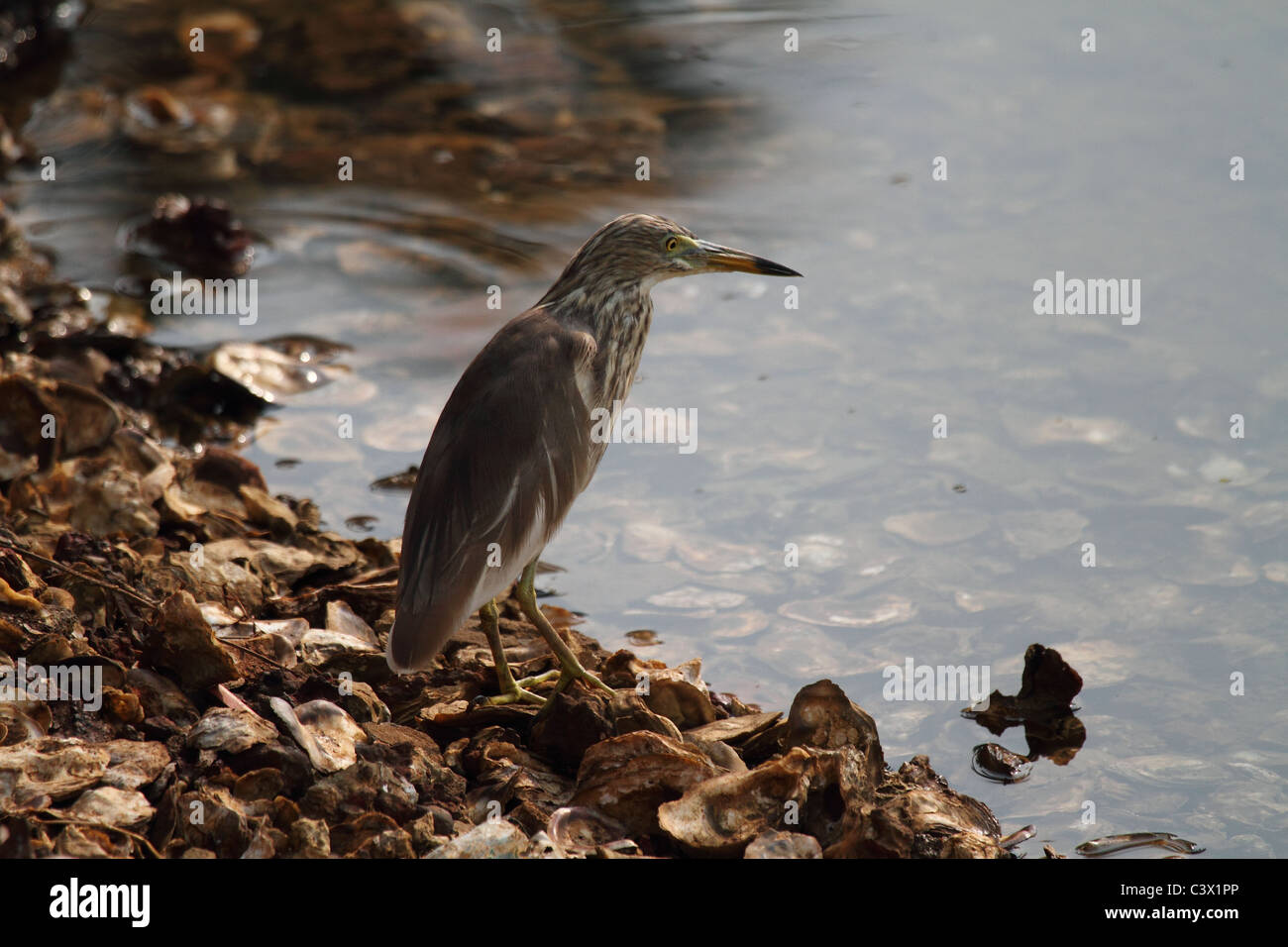 indian pond heron fishing on side of lake Stock Photo Alamy