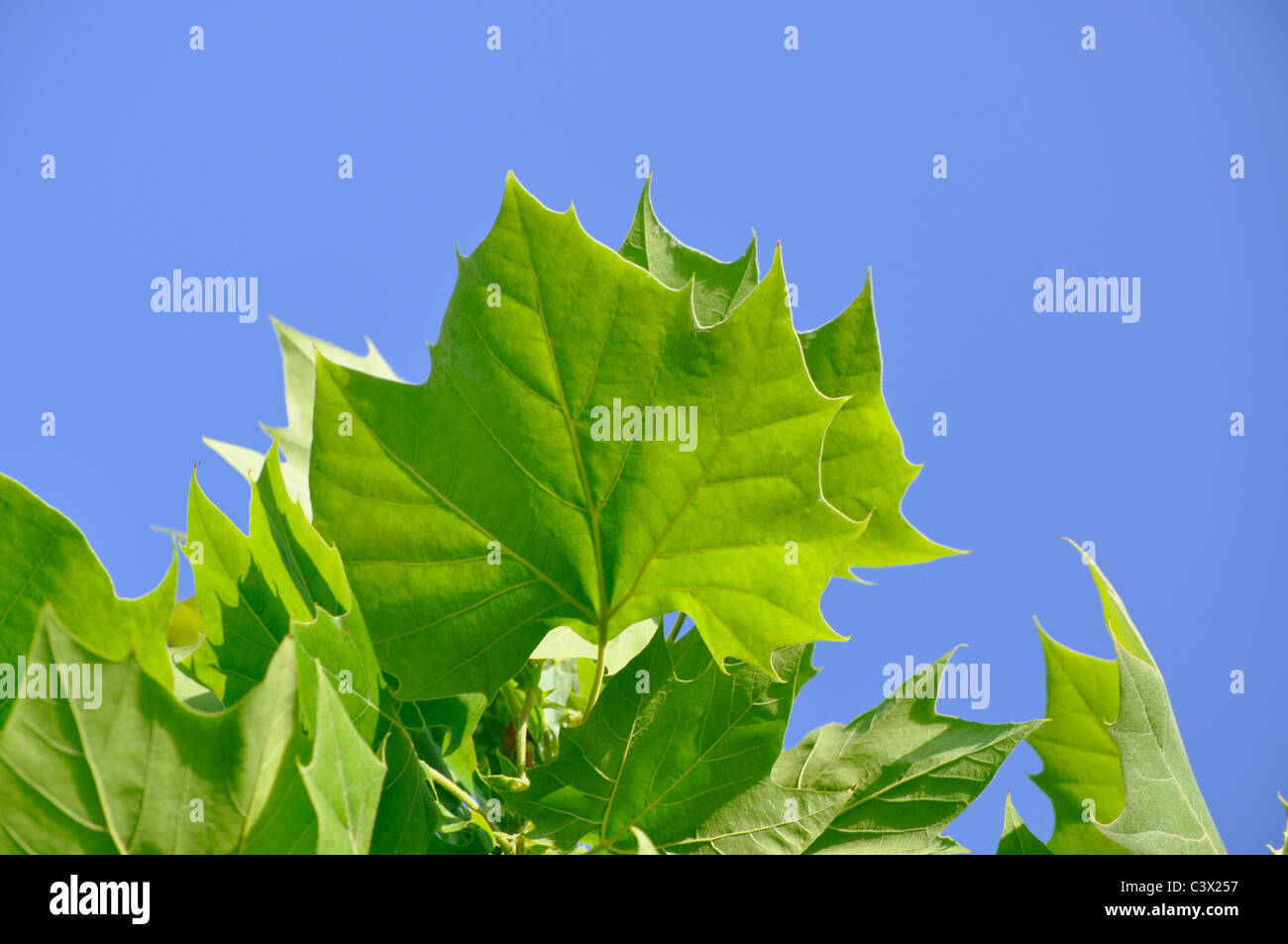 Green Maple Leaves on a Clear Blue Sky Stock Photo - Alamy