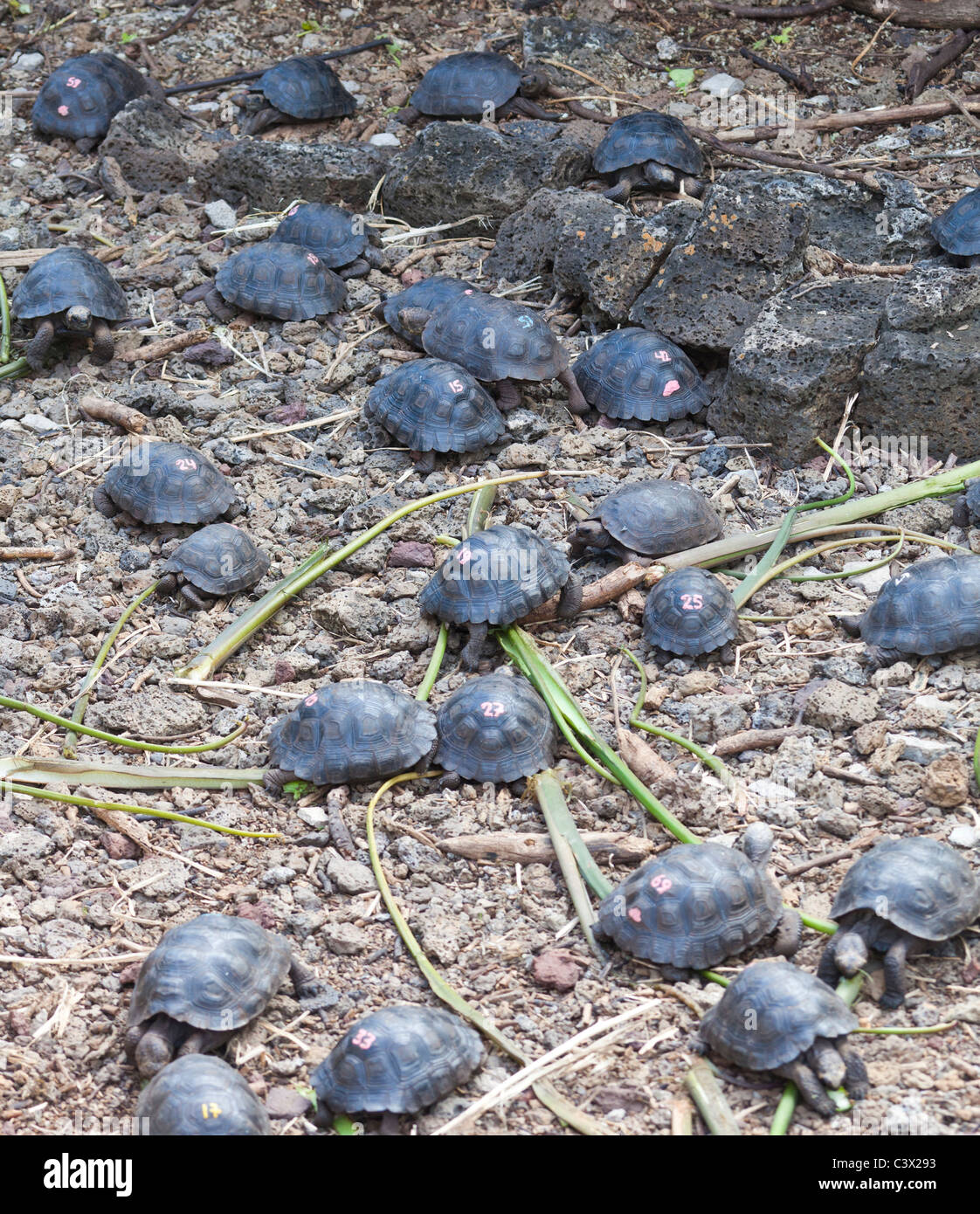 baby Galápagos giant tortoises Geochelone elephantopus, Puerto Ayora ...