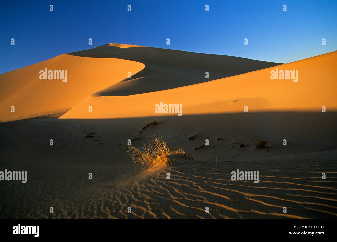 Algeria, Djanet, Sahara dessert, plant surviving in sand. Sand dunes. Stock Photo
