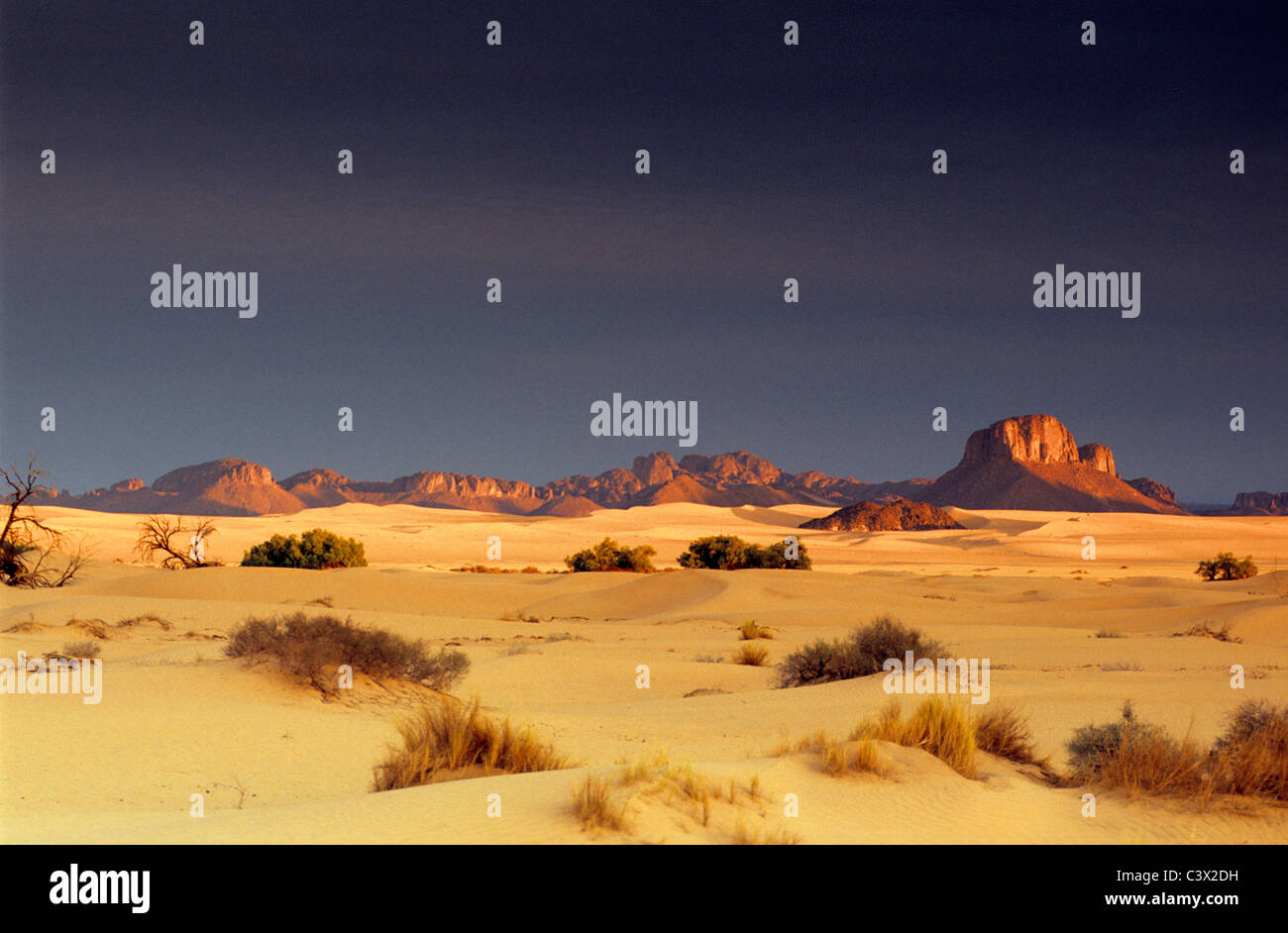 Algeria, Djanet, Sahara dessert, plants surviving in sand. Background: rocks. Stock Photo