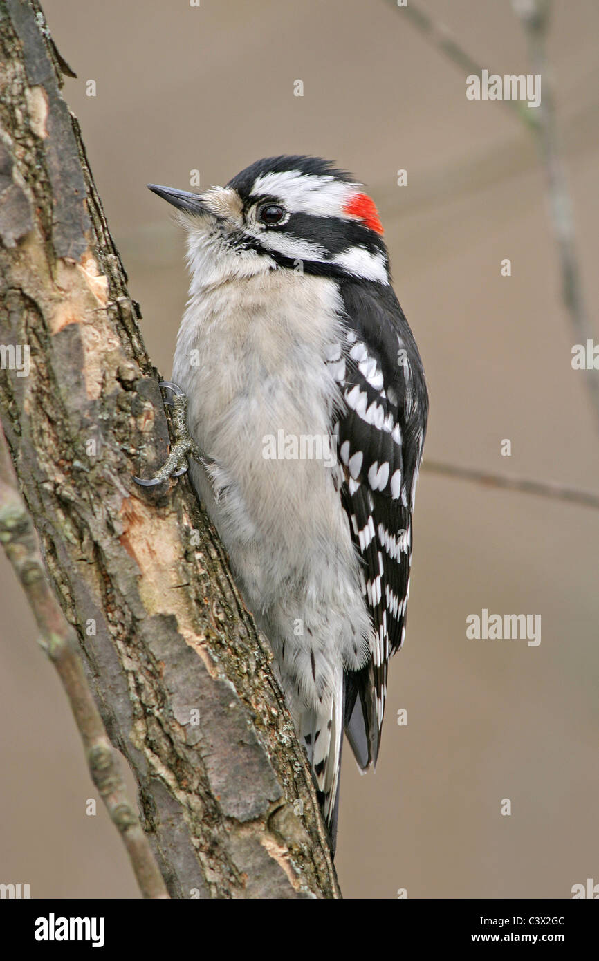A Very Cute Little Bird, The Downy Woodpecker, In Profile Pose, Picoides pubescens Stock Photo