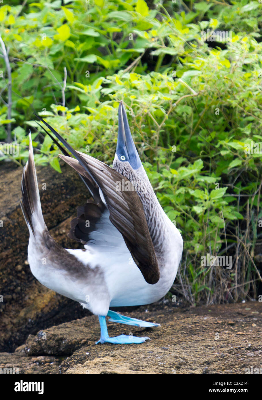 blue-footed booby (Sula nebouxii) courtship dance Puerto Cormoran, Floreana Island, Galapagos Islands, Ecuador Stock Photo