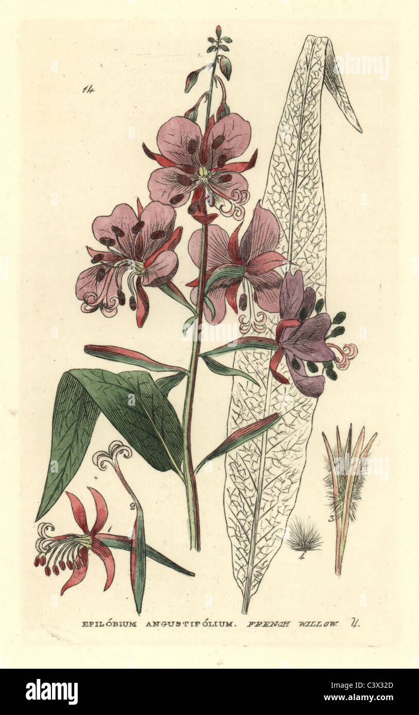 French willow, Epilobium angustifolium Stock Photo - Alamy