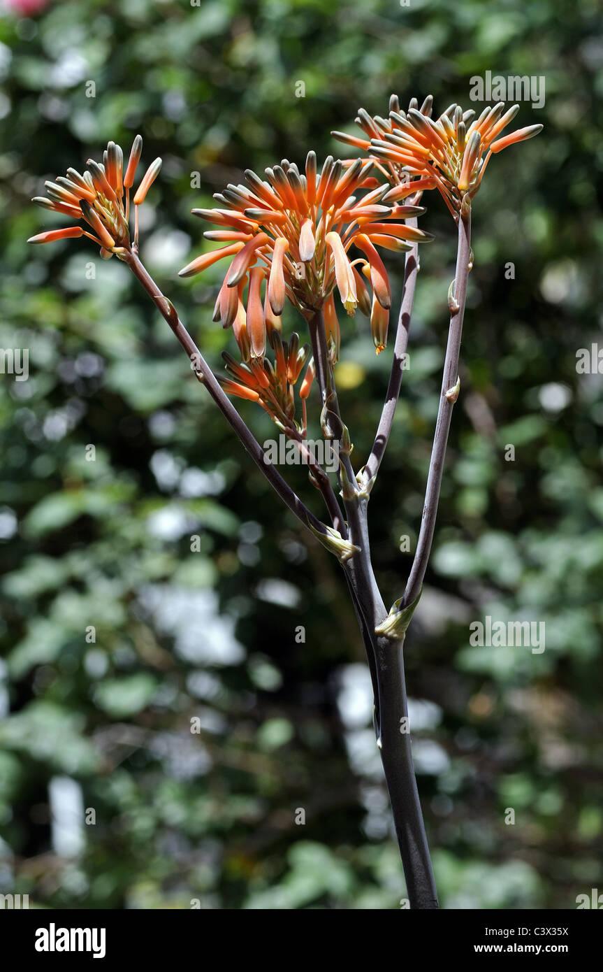 Flowers of aloe vera plant Stock Photo Alamy