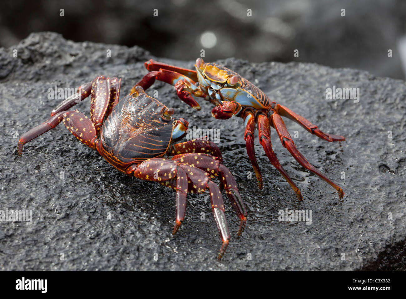 afterglow of two Sally Lightfoot Grapsus grapsus crabs mating, Punta Espinoza, Fernandina island, Galapagos islands, Ecuador Stock Photo