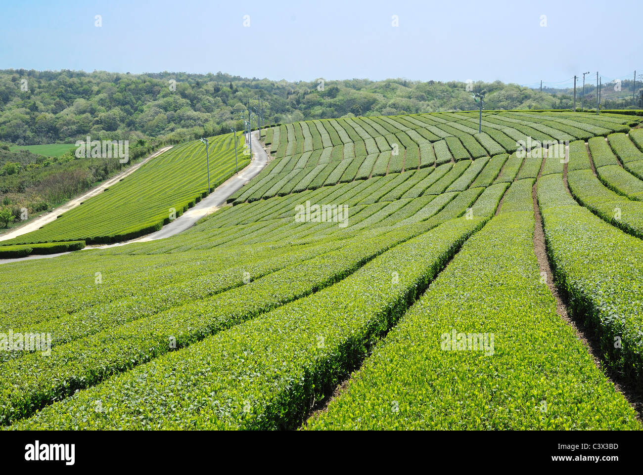 Rows of tea plants hi-res stock photography and images - Alamy