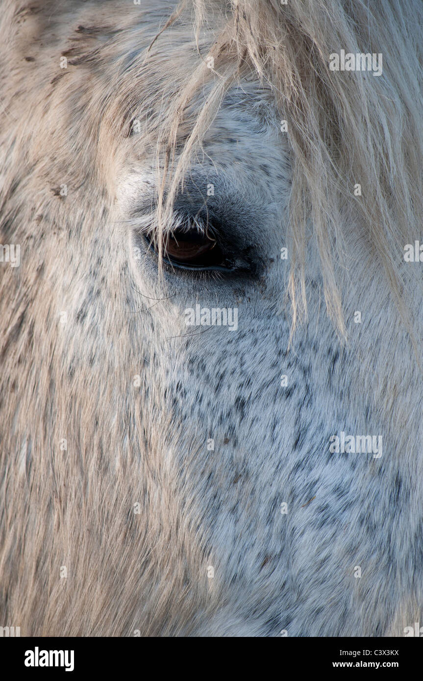 Cheval dans un pré. Percheron Horse outside in a field Stock Photo