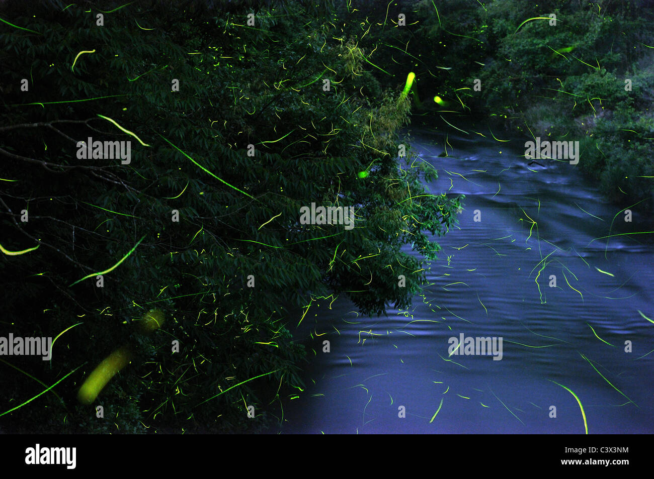 Fireflies Stock Photo