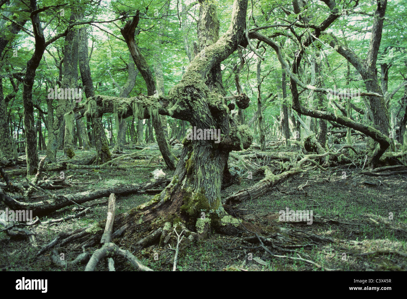 Chile, Tierra del Fuego, Magellanic rainforest. Stock Photo