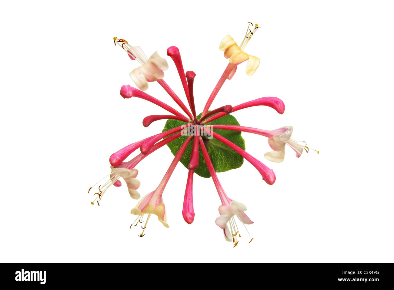 Honeysuckle flower and leaf isolated against white Stock Photo