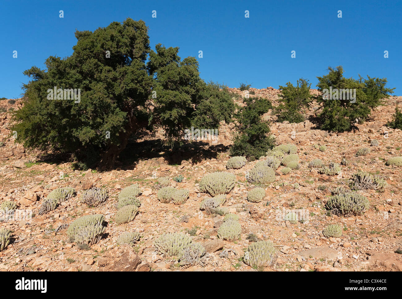 Argan trees (Argania espinosa) and the succulent Euphorbia echinus, both very common plants of the Anti-Atlas mountains. Morocco Stock Photo