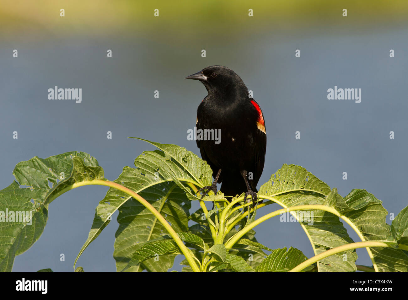 Red-winged blackbird, Agelaius phoeniceus, Venice, Florida Stock Photo