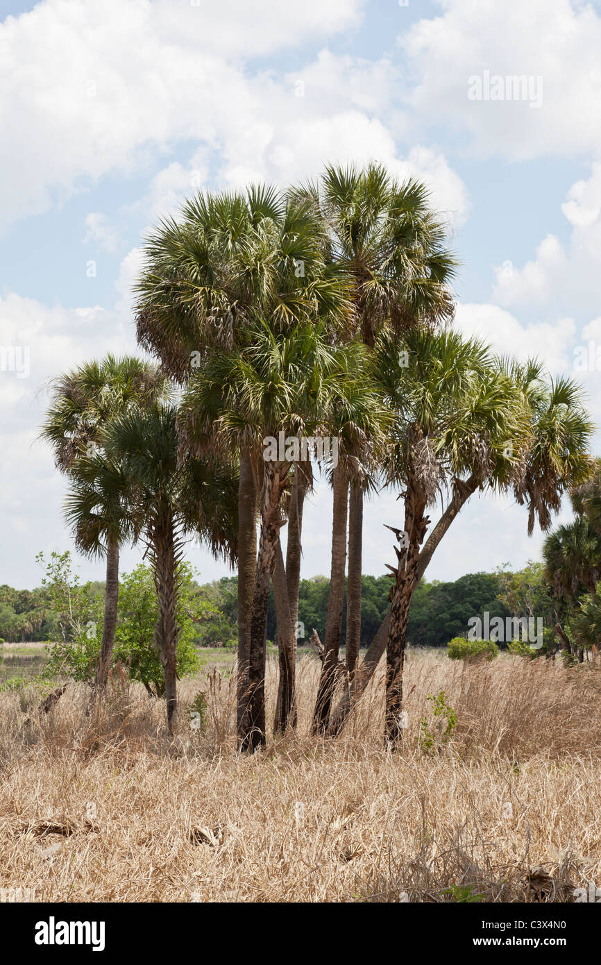 Cabbage palm, Sabal palmetto, South Florida, USA Stock Photo