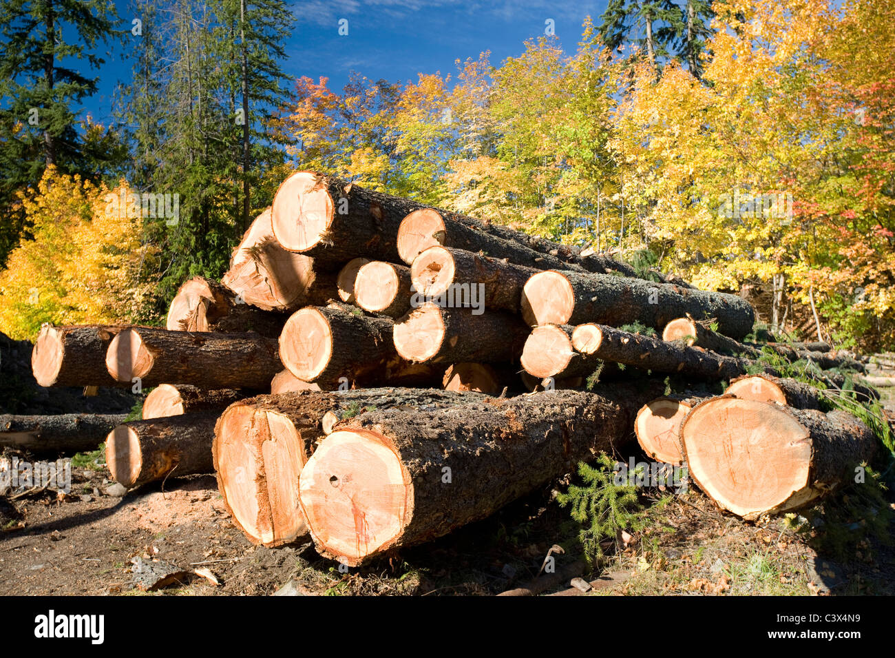 Stack of fresh beams Stock Photo