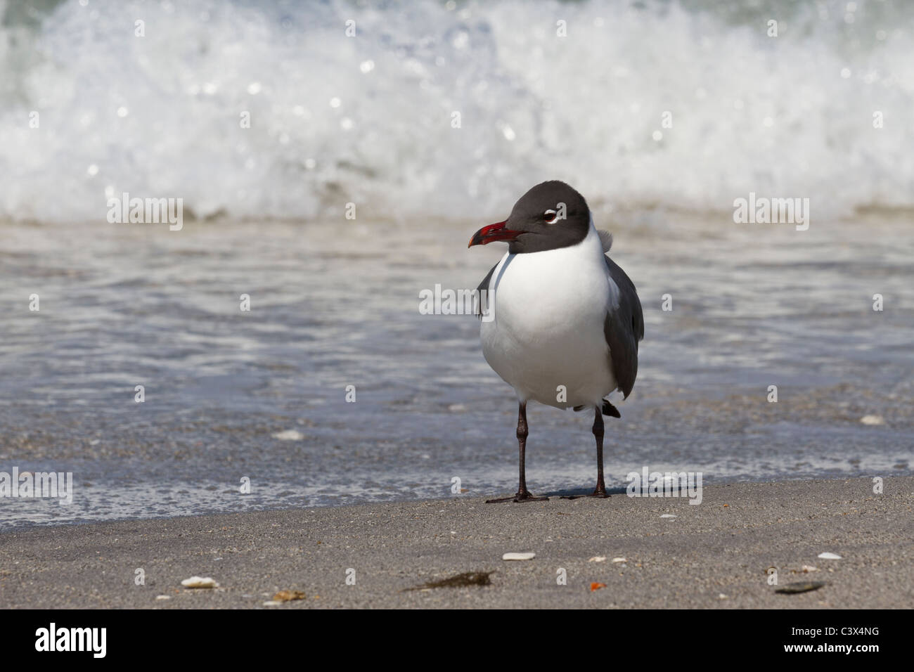 Laughing gull, Larus atricilla, Venice, Florida, USA Stock Photo