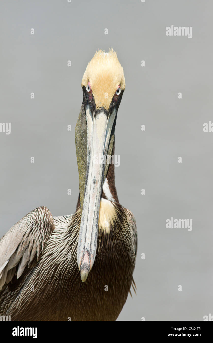 Brown Pelican, Pelecanus occidentalis, male, Everglades City, Florida, USA Stock Photo