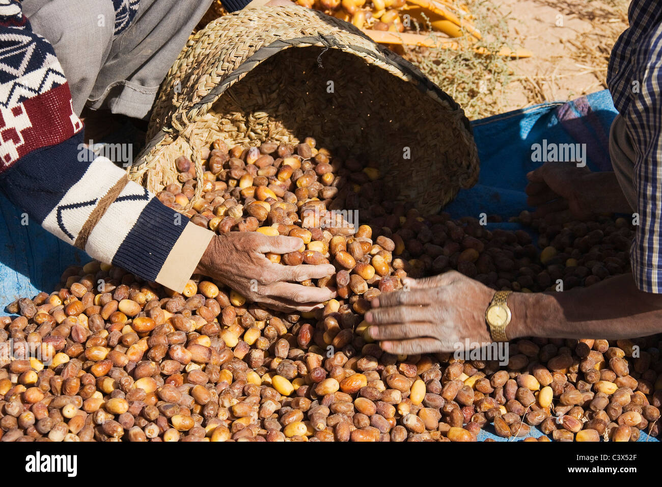 Date Palm (Phoenix dactylifera). The dates in the palmeries of Rissani in the Tafilalt usually are harvested in October. Morocco Stock Photo